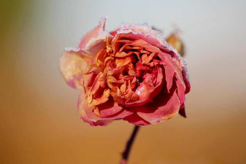 Scale-covered Flora